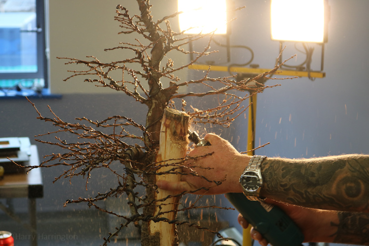 bonsai larch ireland